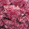 横浜緋桜が満開