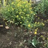 菜の花
