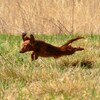 飛行犬再び‥‥