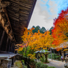 例年より遅い紅葉シーズン　〜滋賀編