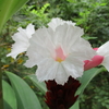 「まつこの庭」の白い夏の花