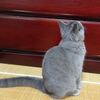 大豆はたぶん無理。。。