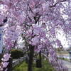 【半木の道】桜咲く鴨川をぶらり散歩！春爛漫の京都・北山編♪