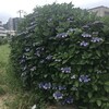 紫陽花