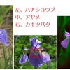 「花菖蒲」、「あやめ」、「かきつばた」の違いは