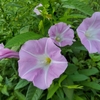夏は去りましたか・・・