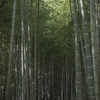 　岡山市中区円山の風景写真 - Scenery of a bamboo grove