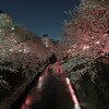 石神井川の夜桜と「やきとん万備」