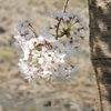 ３月はこれで終わり。外出ついでに桜を見る。