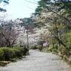 もみじ谷の桜