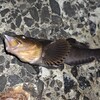 R6/5/5 青森県八戸市某所 メバリング