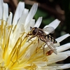 シロバナタンポポの花粉を食べるフタホシヒラタアブ