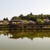 宮島池公園で桜を愛でる