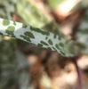 レディボウリア・豹紋のタネと葉