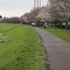 春らんまん①・・・今更だけど桜
