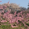 気ままに週末一人旅　ほったらかし温泉と桃の花