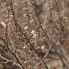 サクラの開花と「よいとまけ」