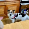 ふるちゃん里帰り①