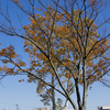 富山市内の紅葉風景