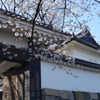 &#127800;桜の満開間近&#127800;東京北の丸公園『九段下～田安門』