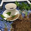 夜中の園芸 。セロームを再び植え直し。