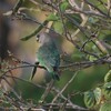 チャガシラハネナガインコ(Brown-headed Parrot)