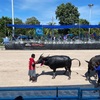 Chonburi Buffalo Racing Festival 2020  チョンブリ県の伝統、水牛レース！