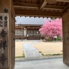 矢掛町　吉祥寺の海棠