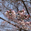 桜を眺めていて、ふとある事に気がつきました。