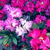 Rhododendron 