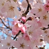 満開の桜で心を癒す