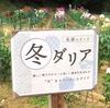 世羅高原農場のダリアたち （77）　～ 花はみんなをしあわせにする ～