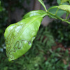 柑橘系の葉に黒いクネクネ線が・・・ハモグリガの幼虫と対策