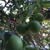 庭の柑橘系。