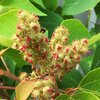 アカメガシワの雌雄の花