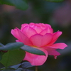 葛西総合公園フラワーガーデンのバラ、コスモス、キバナコスモス