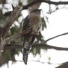 ウチワヒメカッコウ(Fan-tailed Cuckoo)