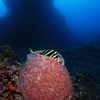 カイメンの中が大好きな魚たち（最終回）