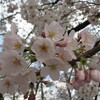 桜、咲き始め