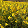 菜の花畑（那智勝浦町狗子ノ川）