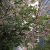 揺れる八重桜