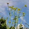 「佐久の季節便り」、「秋の七草」・「女郎花（おみなえし）」が咲き始めて…。