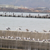 Wed. 　海鳥　男鹿の秘密