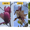 モクレンの花芽 12【新緑の季節】