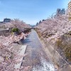 生田川の桜