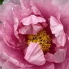 ボタンの花は美人を、ネギの花は宇宙を想起。食欲もりもり保護ネコ君。