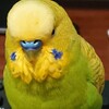 １１月１５日の相場を見てみたよ　チュン