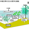  ヒシによる水質浄化効果？？？環境省の解説から