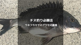 チヌ釣り成功の鍵！ウキフカセ釣りでのアワセのタイミングとコツを解説