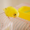 セキセイインコのれもんちゃんのこと